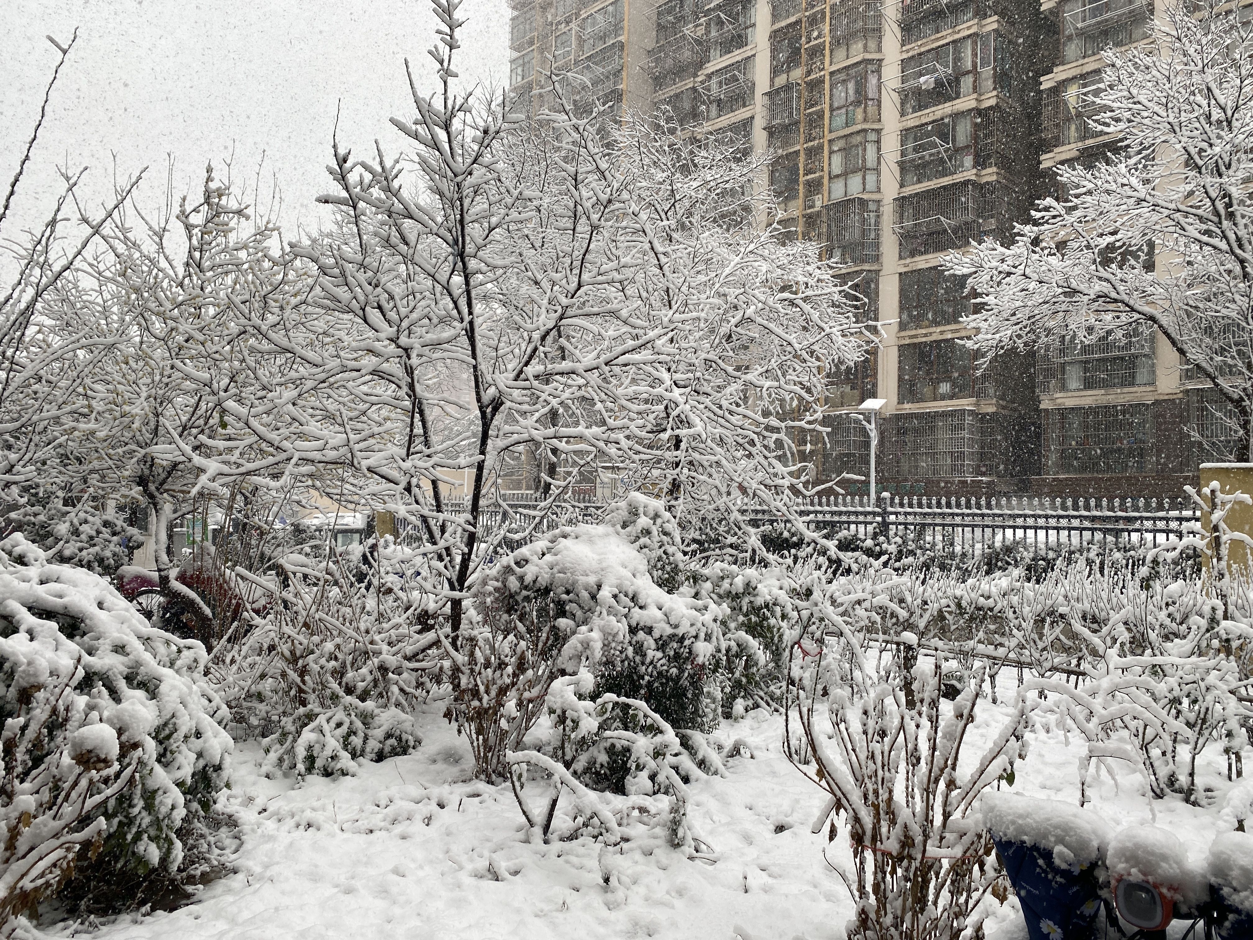 2022年2月7号 冬·雪·南京